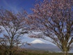桜が見頃になりました。 17年5月3日撮影