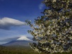 この日は笠雲が見られ、桜は終盤となりました。 17年5月6日撮影