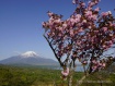 1本だけある八重桜ちょうど見頃となっています。 15年5月8日撮影