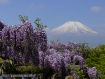満開にはもう少しですがが藤が見頃となりました 08年5月28日撮影