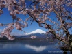 湖畔の桜が満開になりました。 18年4月19日撮影
