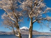 木々に着雪し雪の華が咲いたようでした。 24年2月26日撮影