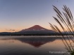 湖畔のススキと 24年10月14日撮影