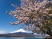 桜が満開になりました 25年4月21日撮影