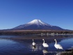 3羽のコハクチョウがいました。 12年1月13日撮影