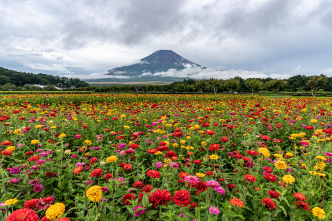 8/28、花の都公園の百日草