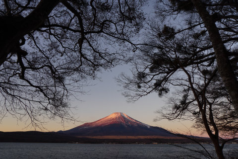 12/12、湖畔の木の下から望む富士山